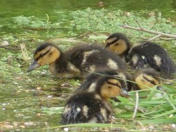 Enten Familie